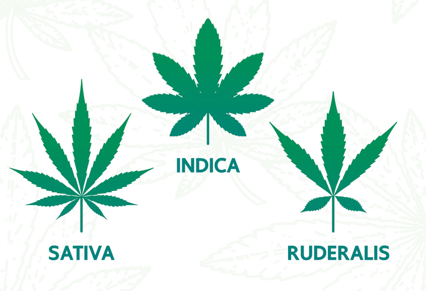 Unraveling Cannabis Diversity: Exploring Indica, Sativa, Ruderalis and Hybrid Varieties