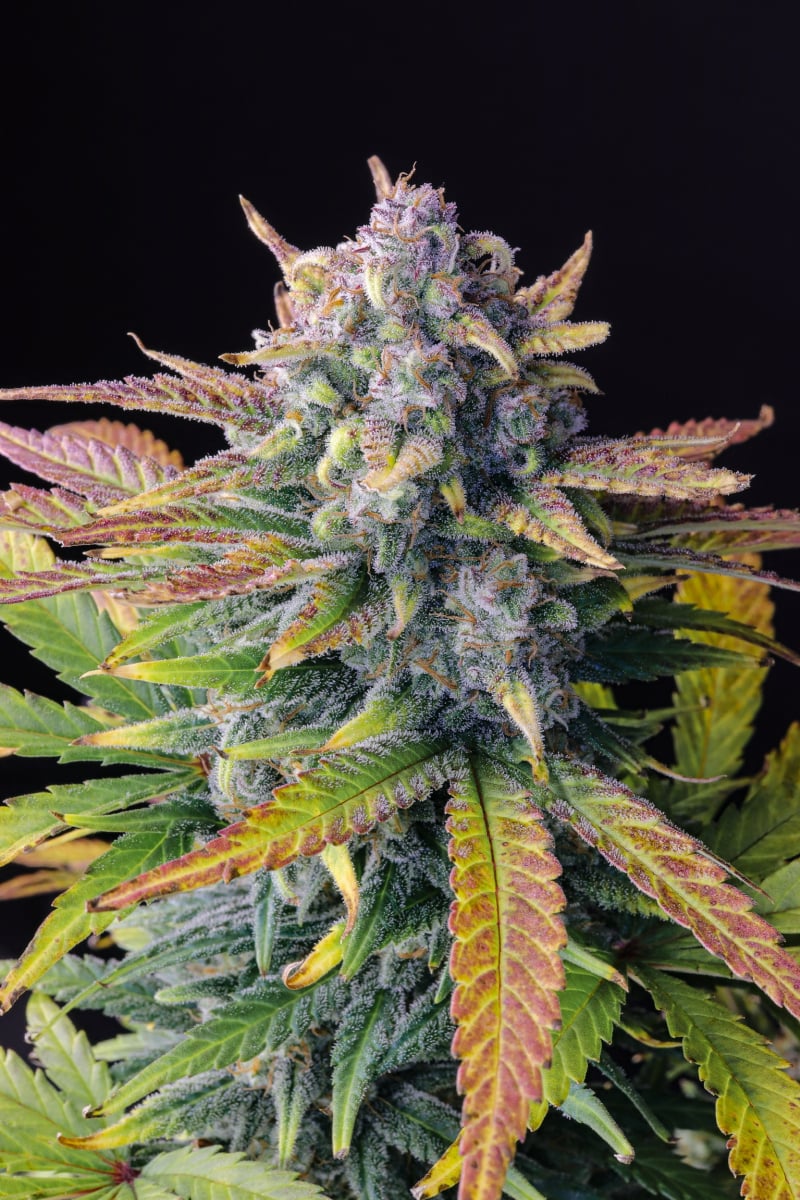 Fast Buds Feminized Seeds - Tropicana Cookies Fast Flowering - Indica Hybrid 5-Pack - Smokeless - Vape and CBD