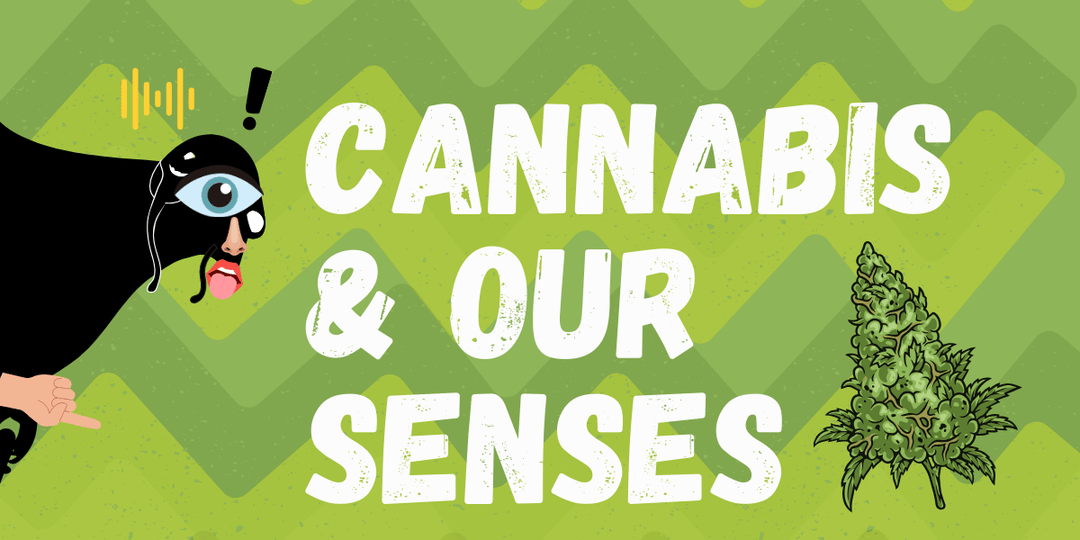 You Don’t Have Five Senses.