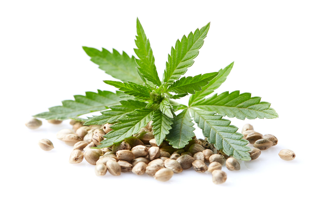 Auto-Flowering Cannabis Seeds: A Speedy Solution for Home Cultivation