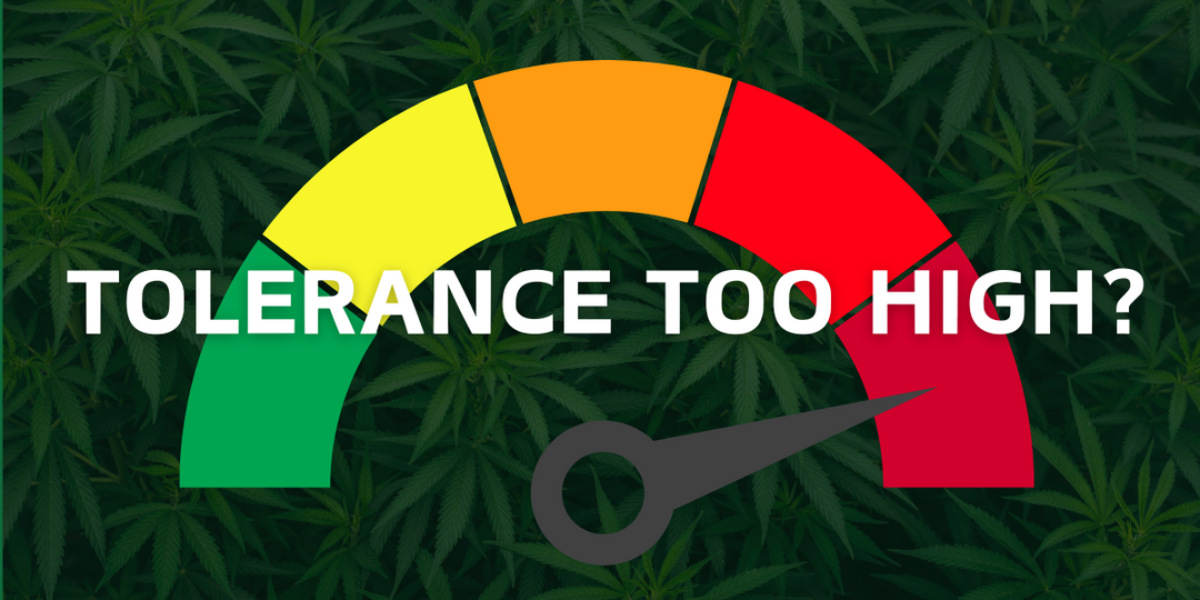 Boosting Cannabis Sensitivity