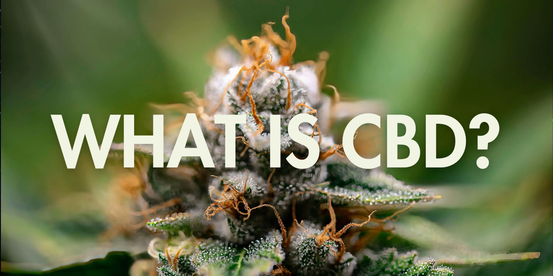 What Is CBD? This Major Cannabinoid Works Alone and Alongside THC