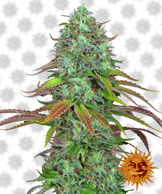 Barney's Feminized Autoflower Seeds - LSD Auto - Indica Hybrid 3-Pack - Smokeless - Vape and CBD