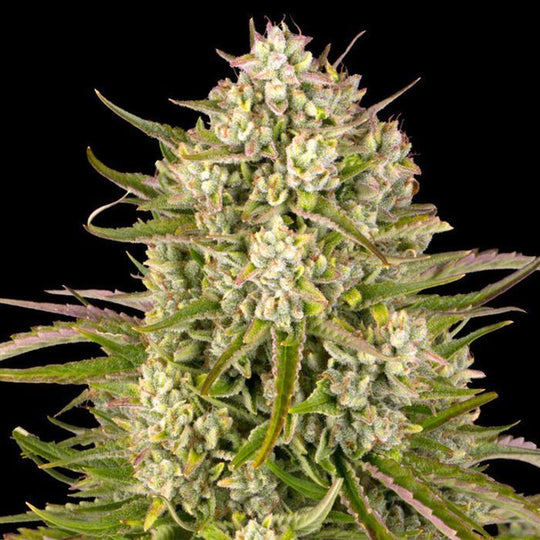 Barney's Feminized Seeds - Wedding Cake - Indica 3-Pack - Smokeless - Vape and CBD