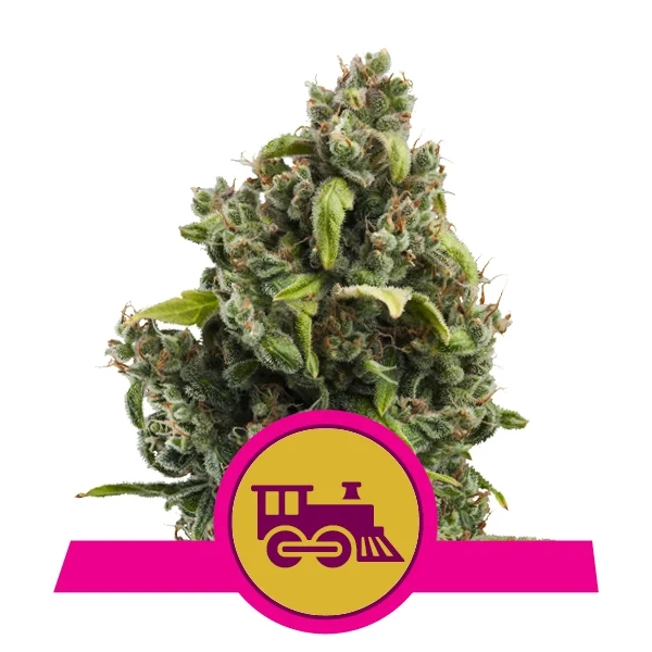 Royal Queen Feminized  Seeds - Candy Kush Express- Hybrid - Smokeless - Vape and CBD