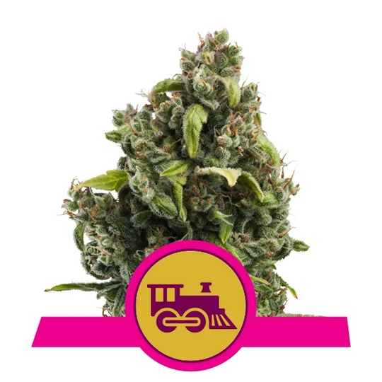 Royal Queen Feminized  Seeds - Candy Kush Express- Hybrid - Smokeless - Vape and CBD