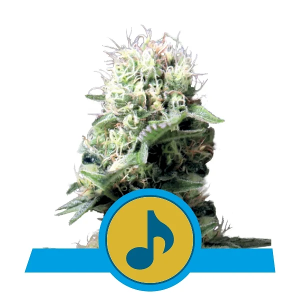 Royal Queen Feminized  CBD Seeds - Dance World- Sativa Hybrid - Smokeless - Vape and CBD