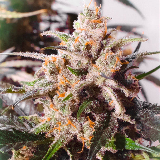 Dutch Passion Feminized Autoflower Seeds - Colorado Cookies Auto - Indica Hybrid 7-Pack - Smokeless - Vape and CBD
