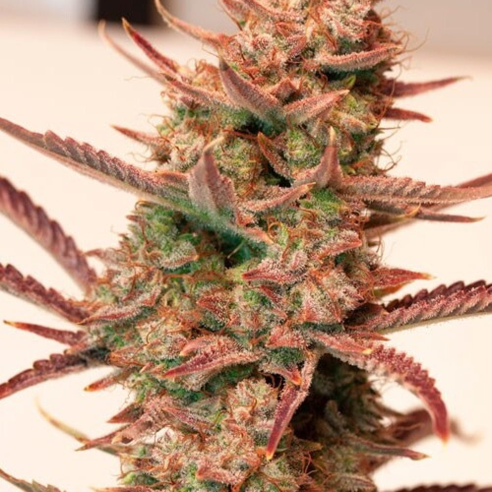 Dutch Passion Feminized Autoflower Seeds - Banana Blaze Auto - Indica 3-Pack - Smokeless - Vape and CBD