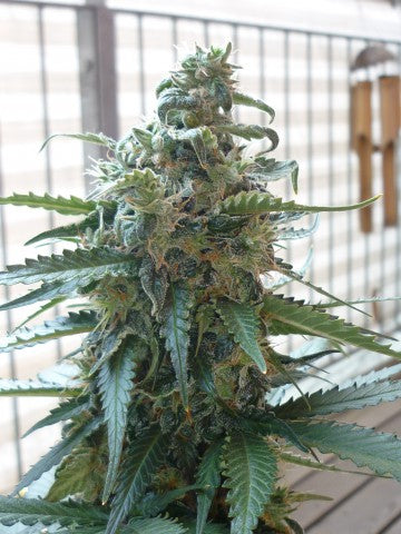 Dutch Passion Feminized Autoflower Seeds - Blueberry Auto - Indica Hybrid 7-Pack - Smokeless - Vape and CBD