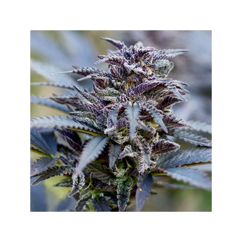 Dutch Passion Feminized Seeds - Durban Poison - Sativa 5-Pack - Smokeless - Vape and CBD