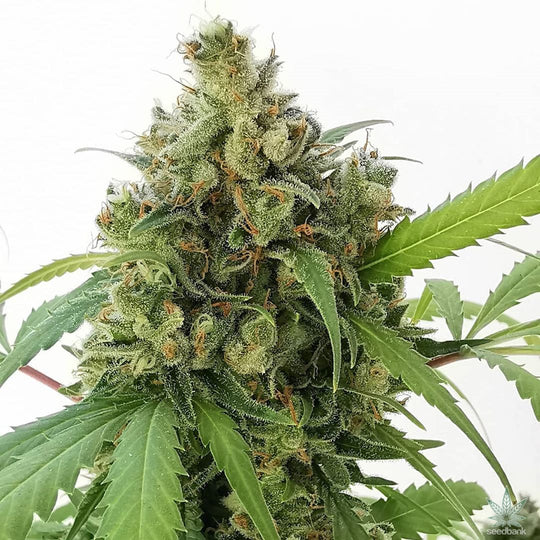 Dutch Passion Feminized Seeds - Strawberry Cough - Sativa 5-Pack - Smokeless - Vape and CBD