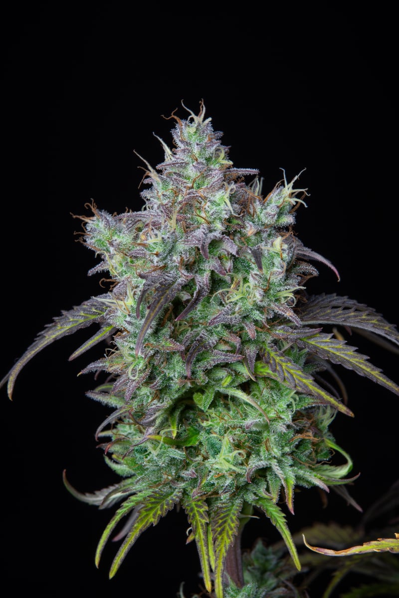 Fast Buds Feminized Autoflower Seeds - Original Big Bud Auto - Indica Hybrid 5-Pack - Smokeless - Vape and CBD