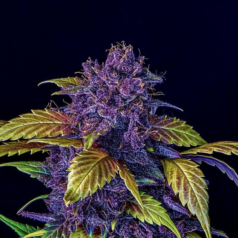 Fast Buds Feminized Autoflower Seeds - Purple Lemonade Auto - Indica Hybrid 5-Pack - Smokeless - Vape and CBD