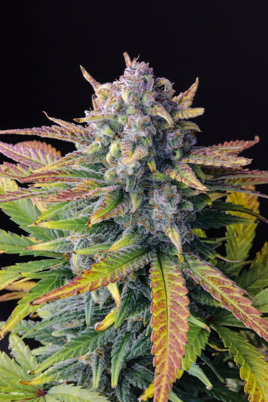 Fast Buds Feminized Seeds - Tropicana Cookies Fast Flowering - Indica Hybrid 5-Pack - Smokeless - Vape and CBD