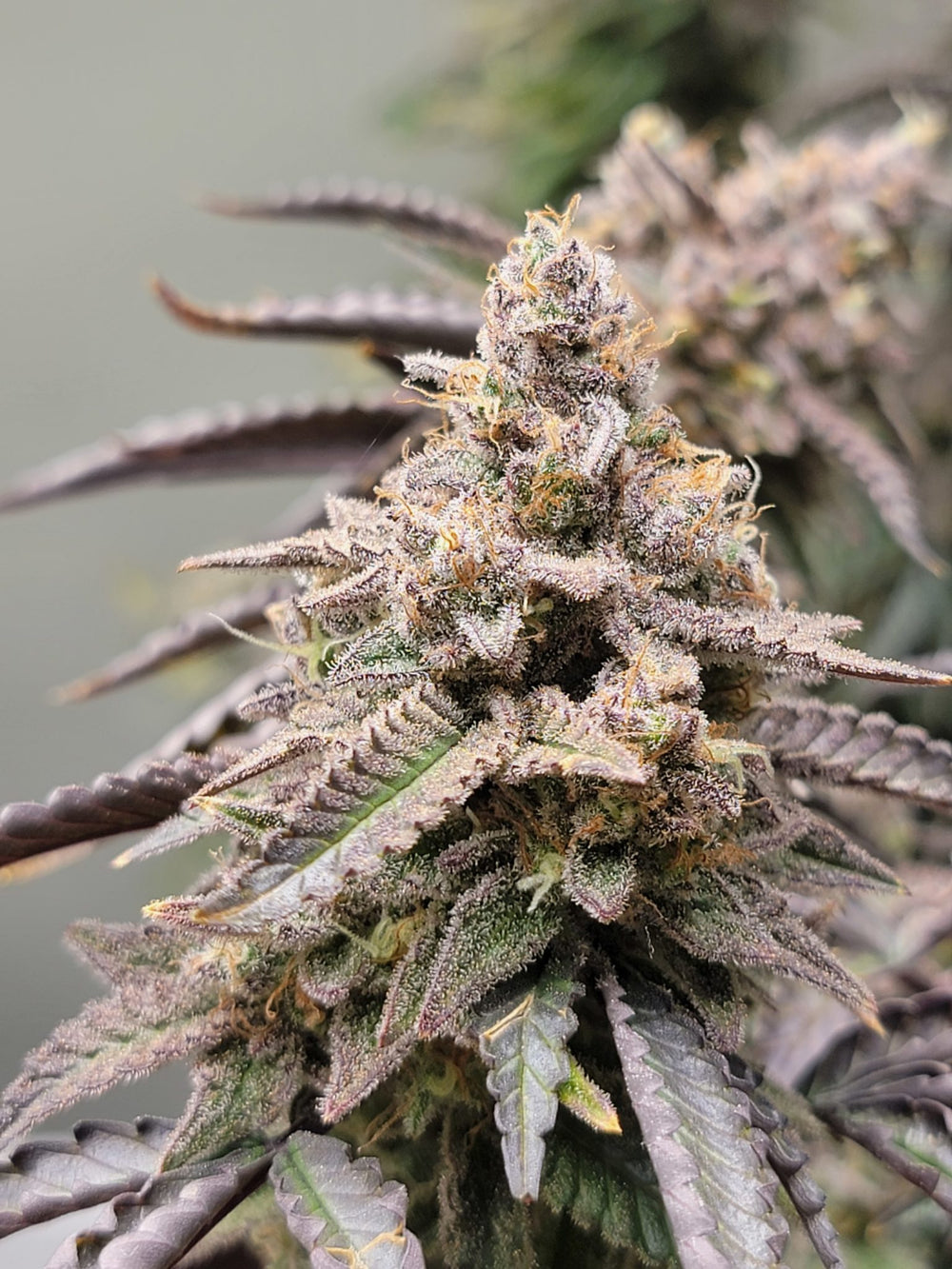 Humboldt Seed Co. Feminized Seeds - Blueberry Muffin - Indica Hybrid 5-Pack - Smokeless - Vape and CBD