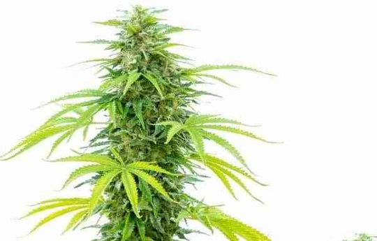 Botany Farms Feminized Seeds - Girl Scout Cookies Fast Flowering - Hybrid 3-Pack - Smokeless - Vape and CBD