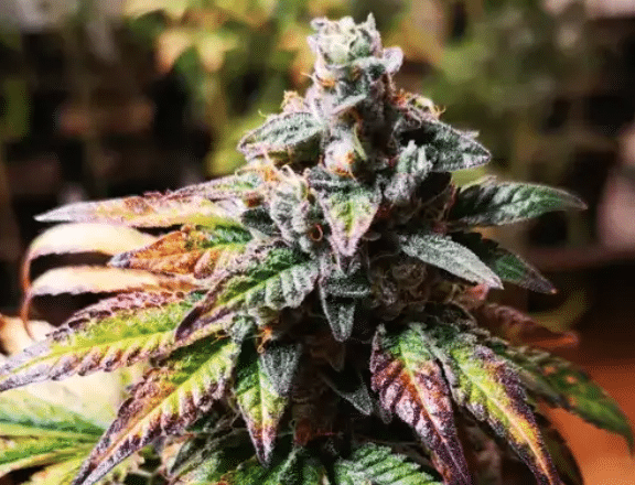 Botany Farms Feminized Seeds - Gorilla Glue #4- Indica 3-Pack - Smokeless - Vape and CBD