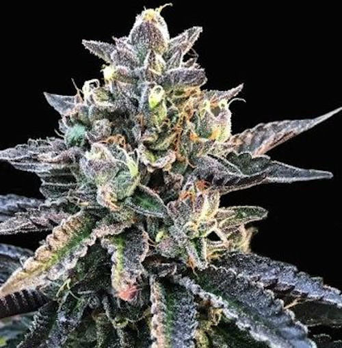 Botany Farms Feminized Seeds - Sherbet Fast Flowering - Indica 3-Pack - Smokeless - Vape and CBD