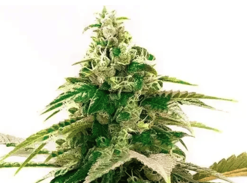Botany Farms Feminized Seeds - Zkittlez- Indica 3-Pack - Smokeless - Vape and CBD