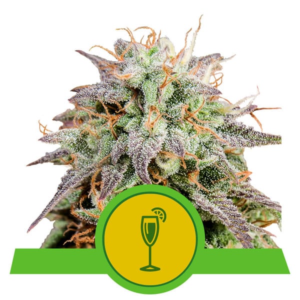 Royal Queen USA Premium Feminized Autoflower Seeds - Mimosa - Sativa Hybrid - Smokeless - Vape and CBD