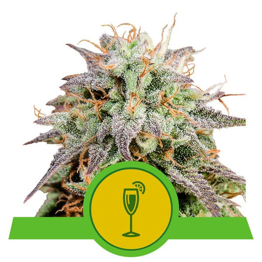 Royal Queen USA Premium Feminized Autoflower Seeds - Mimosa - Sativa Hybrid - Smokeless - Vape and CBD