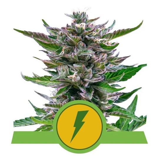 Royal Queen USA Premium Feminized Autoflower Seeds - North Thunderfuck - Hybrid - Smokeless - Vape and CBD