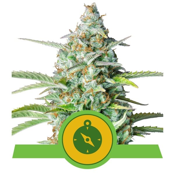 Royal Queen Feminized Autoflower Seeds - Northern Lights Auto - Indica - Smokeless - Vape and CBD