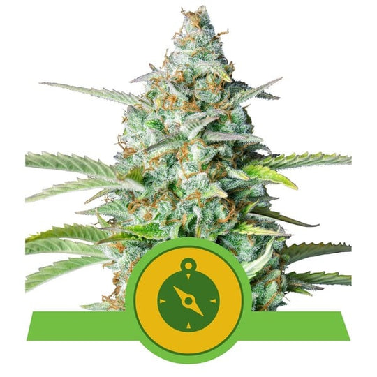 Royal Queen Feminized Autoflower Seeds - Northern Lights Auto - Indica - Smokeless - Vape and CBD