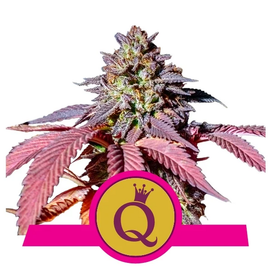 Royal Queen USA Premium Feminized  Seeds - Purple Queen - Indica Hybrid - Smokeless - Vape and CBD