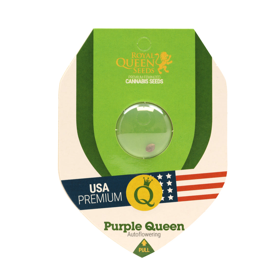 Royal Queen USA Premium Feminized Autoflower Seeds - Purple Queen - Indica - Smokeless - Vape and CBD