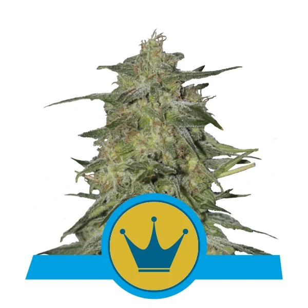 Royal Queen Feminized  CBD Seeds - Royal Highness- Hybrid - Smokeless - Vape and CBD