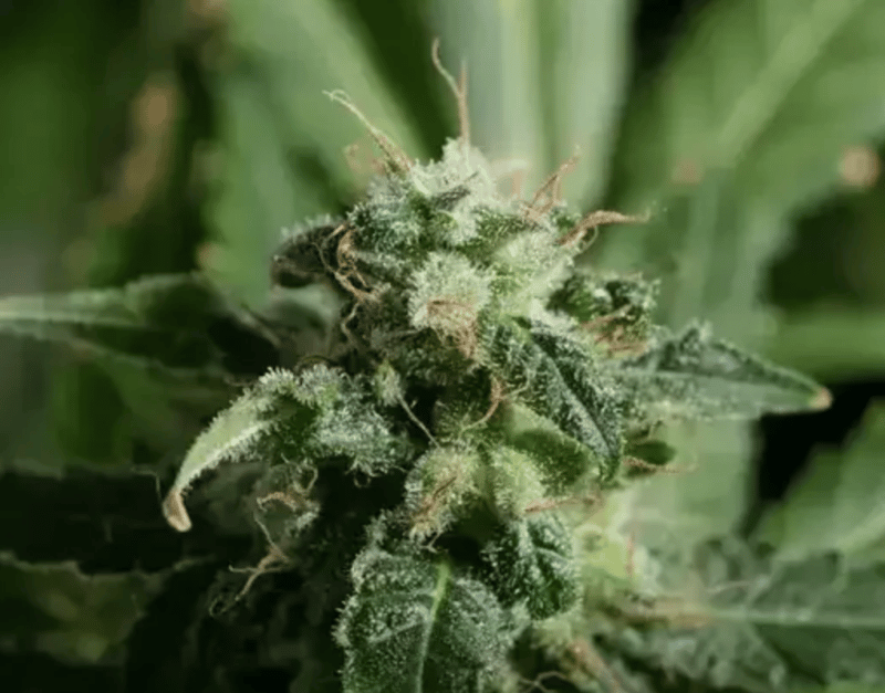 Botany Farms Feminized Seeds - Blue Dream - Sativa 3-Pack - Smokeless - Vape and CBD