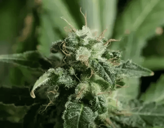 Botany Farms Feminized Seeds - Blue Dream - Sativa 3-Pack - Smokeless - Vape and CBD