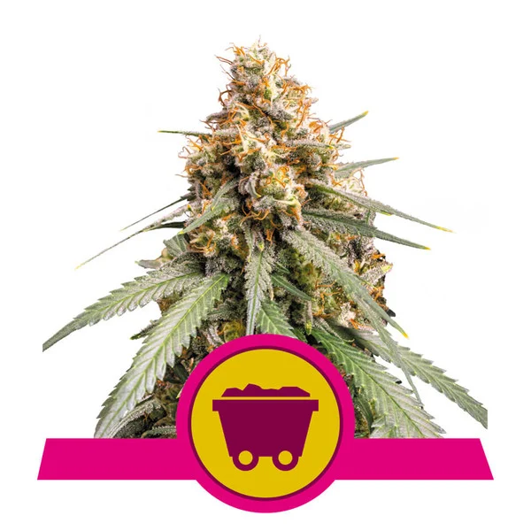 Royal Queen Feminized  Seeds - Shining Silver Haze - Sativa - Smokeless - Vape and CBD