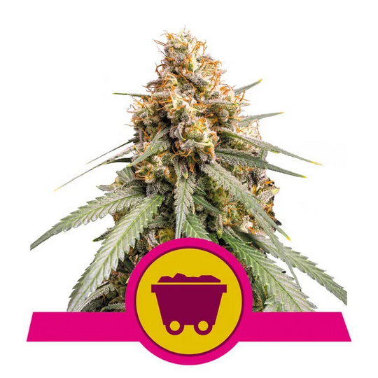 Royal Queen Feminized  Seeds - Shining Silver Haze - Sativa - Smokeless - Vape and CBD