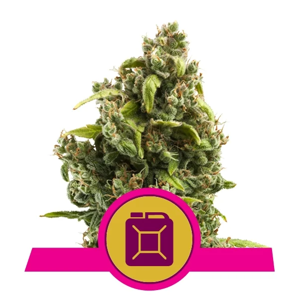Royal Queen Feminized  Seeds - Sour Diesel- Sativa - Smokeless - Vape and CBD
