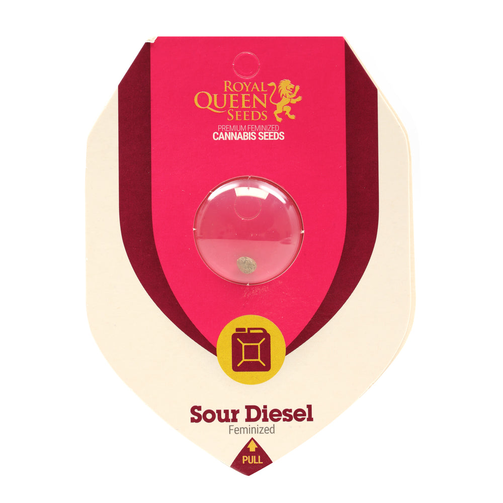 Royal Queen Feminized  Seeds - Sour Diesel- Sativa - Smokeless - Vape and CBD