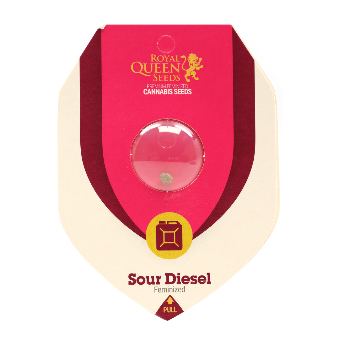 Royal Queen Feminized  Seeds - Sour Diesel- Sativa - Smokeless - Vape and CBD