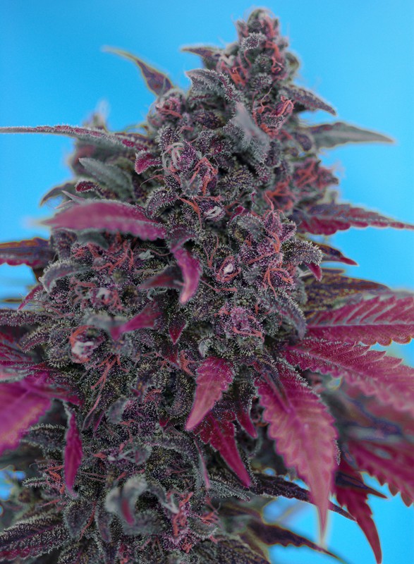 Sweet Seeds Feminized Autoflower Seeds - Dark Devil Auto - Hybrid 5-Pack - Smokeless - Vape and CBD