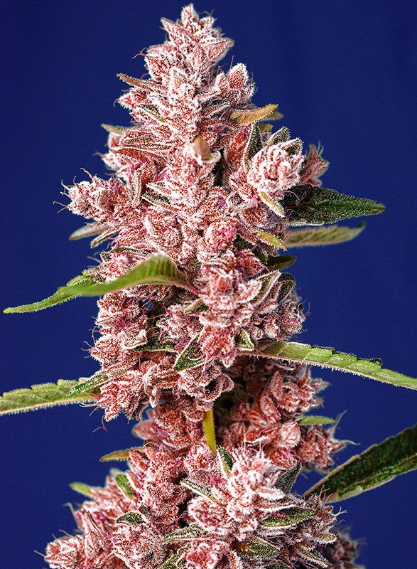 Sweet Seeds Feminized Seeds - Tropicanna Poison F1 Fast Version - Hybrid 5-Pack - Smokeless - Vape and CBD