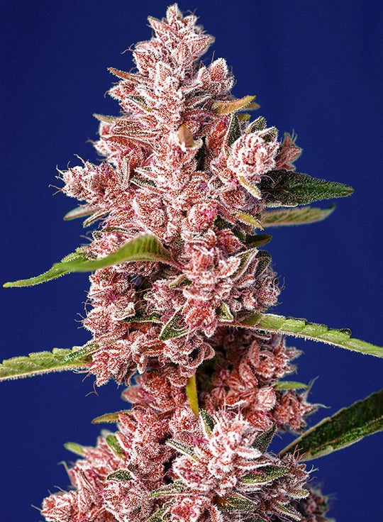 Sweet Seeds Feminized Seeds - Tropicanna Poison F1 Fast Version - Hybrid 5-Pack - Smokeless - Vape and CBD