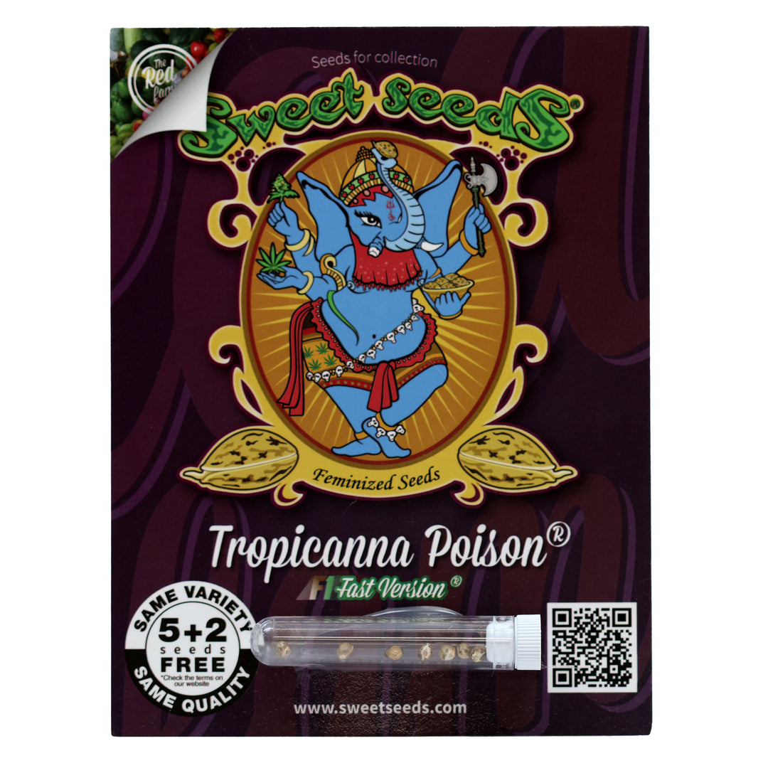 Sweet Seeds Feminized Seeds - Tropicanna Poison F1 Fast Version - Hybrid 5-Pack - Smokeless - Vape and CBD