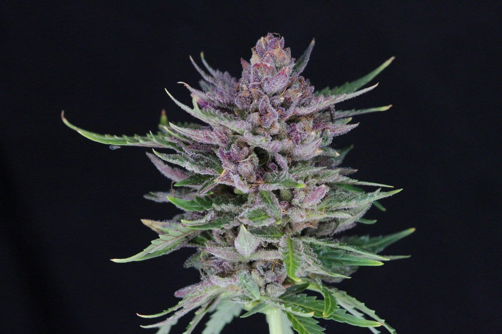 Twenty20 Mendocino Feminized Autoflower Seeds - Durban Sunrise - Hybrid 3-Pack - Smokeless - Vape and CBD