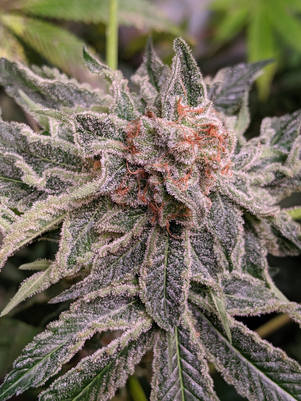 Twenty20 Mendocino Feminized Seeds - Snowcaine V2 - Hybrid 6-Pack - Smokeless - Vape and CBD