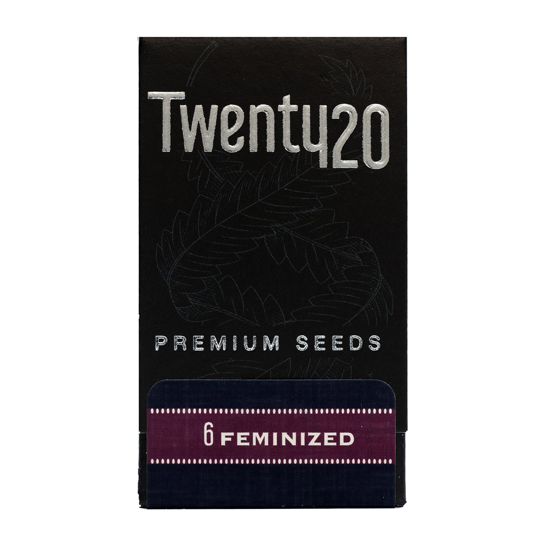Twenty20 Mendocino Feminized Seeds - Snowcaine V2 - Hybrid 6-Pack - Smokeless - Vape and CBD