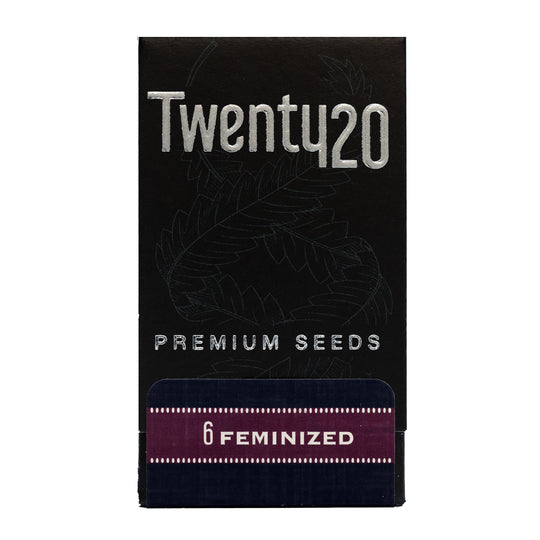 Twenty20 Mendocino Feminized Seeds - Snowcaine V2 - Hybrid 6-Pack - Smokeless - Vape and CBD