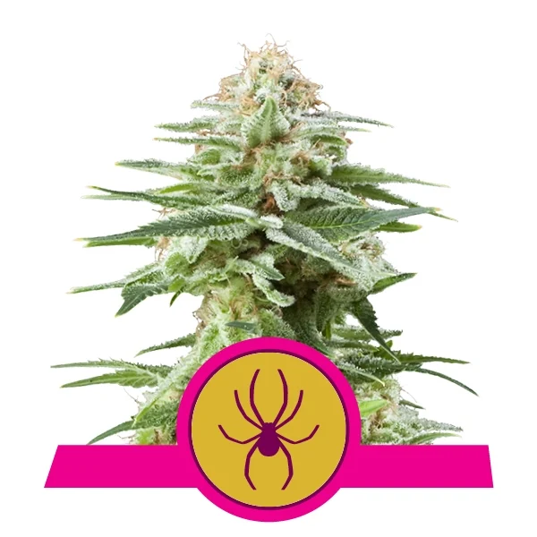 Royal Queen Feminized  Seeds - White Widow - Hybrid - Smokeless - Vape and CBD